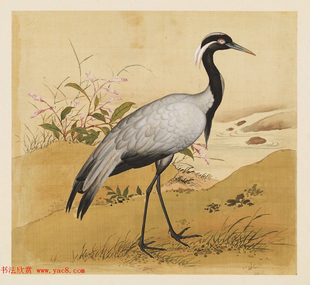 汉文满文字画欣赏《清人鸟谱册》